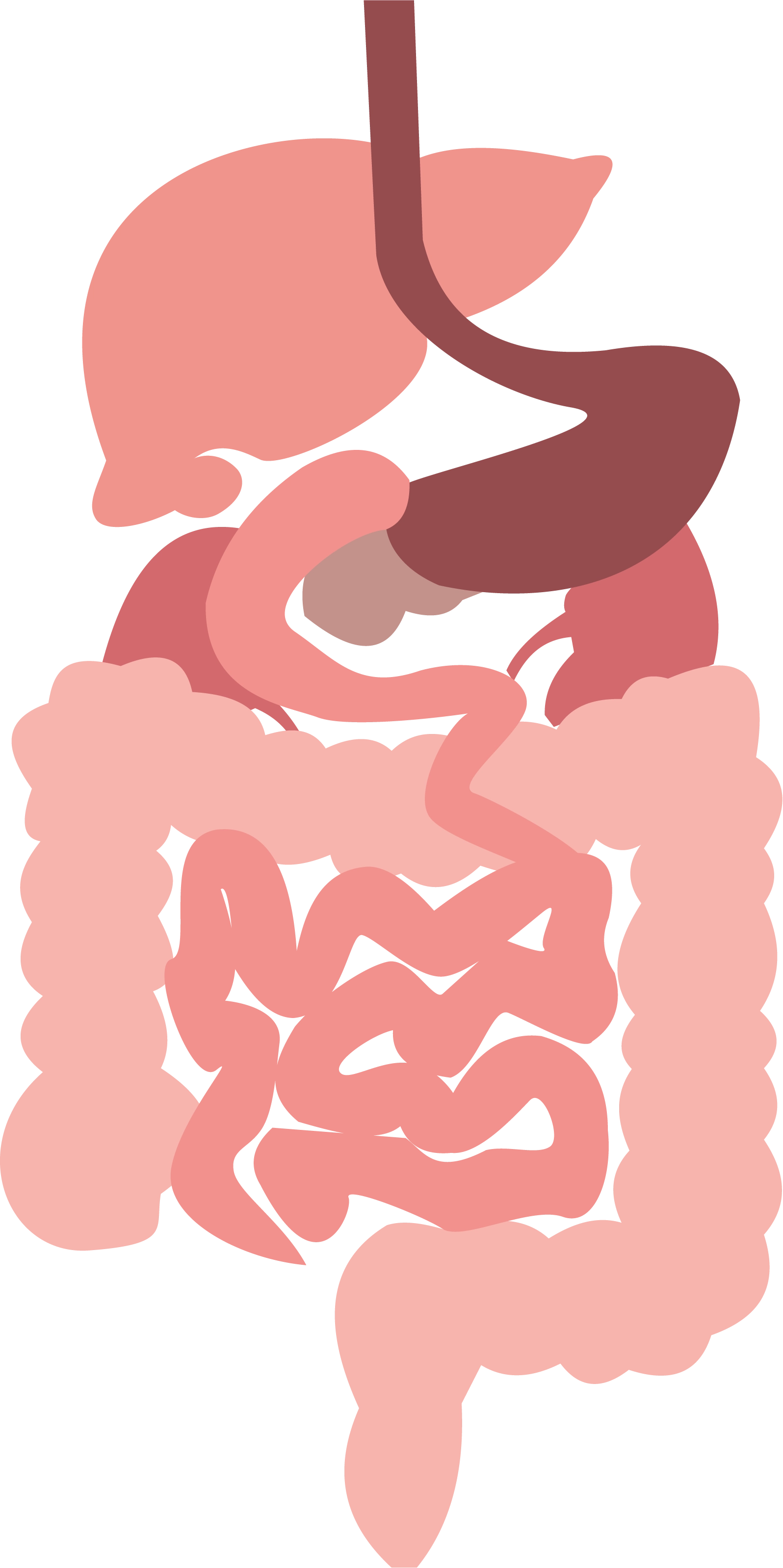stomach Image
